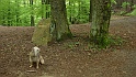 Ritterstein Nr. 147-4 Wolfskaut